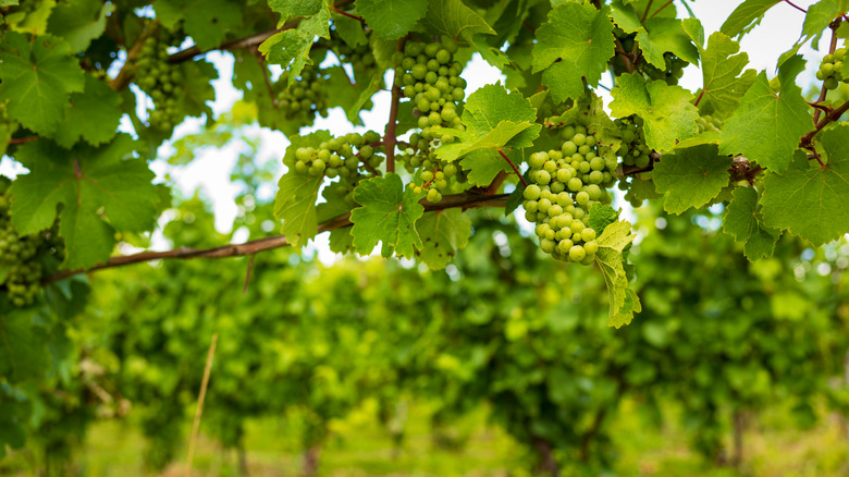 Vineyards in New York