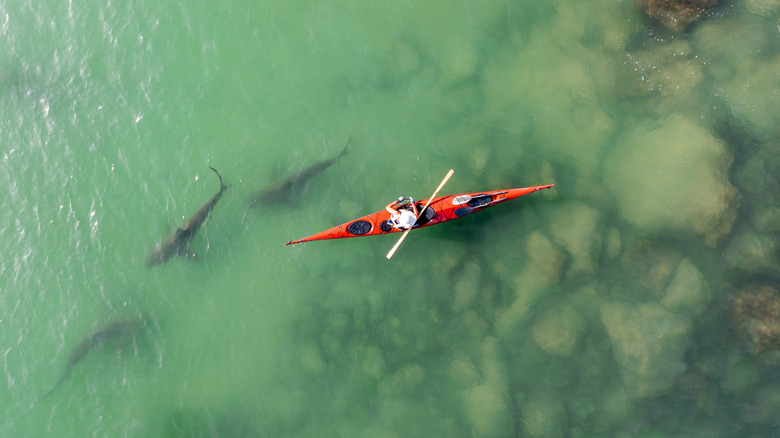 sharks swimming near kayak