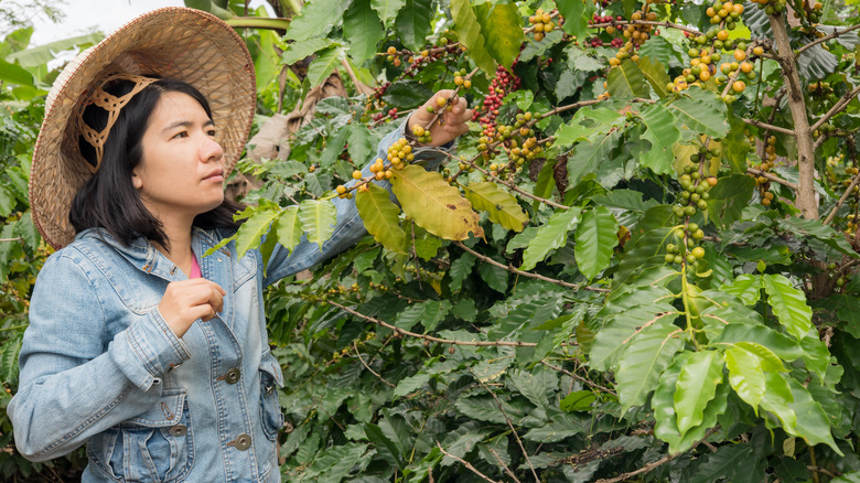 woman picking coffee beans