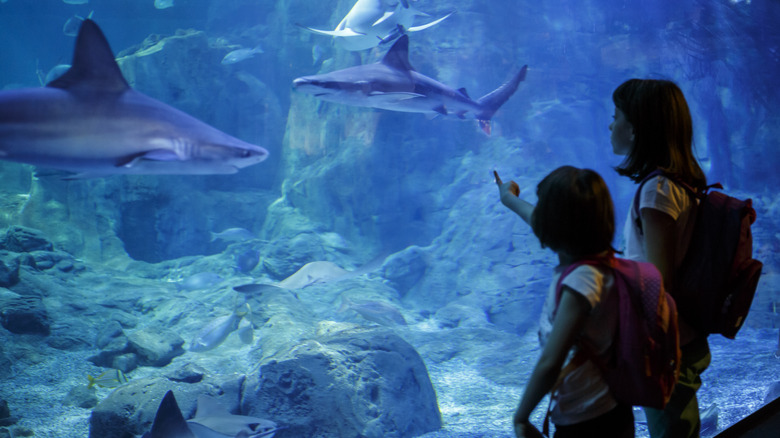 sharks in aquarium