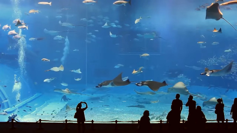 Large aquarium viewing