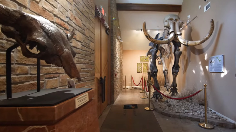 Mammoth skeleton in museum