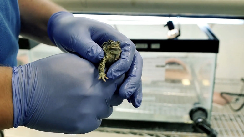 Biologist holding frog