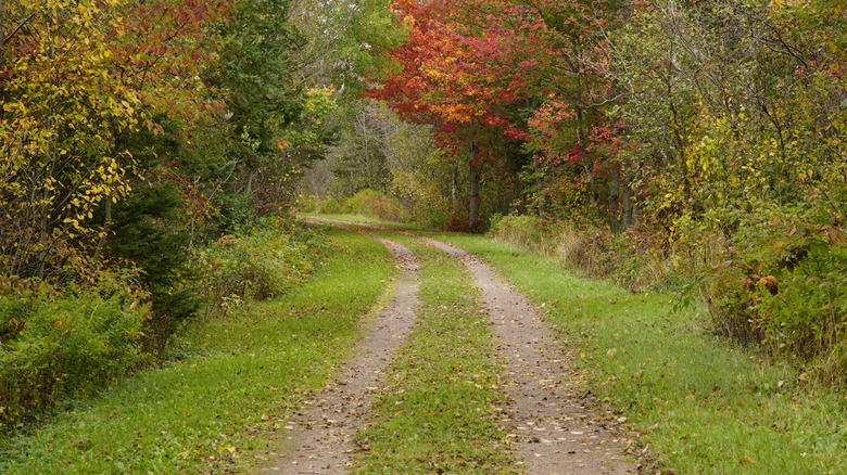 Dirt road winding through forest on Prince Edward Island