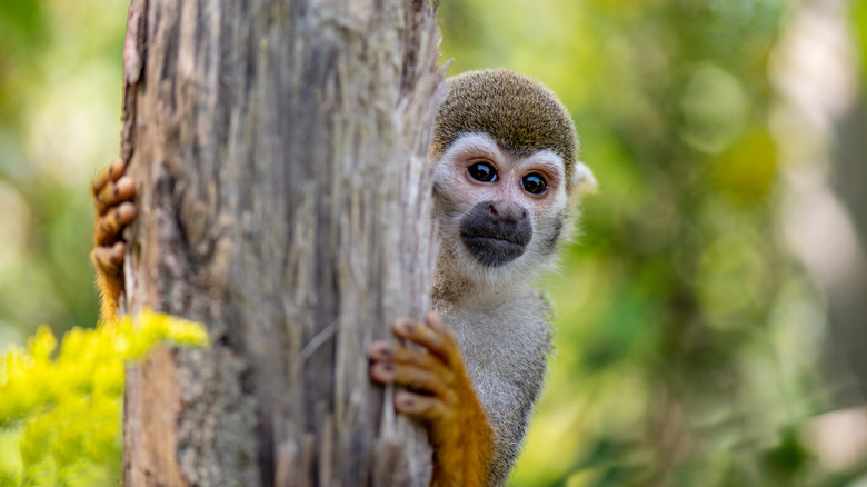 A spider monkey peeks out from behind a tree