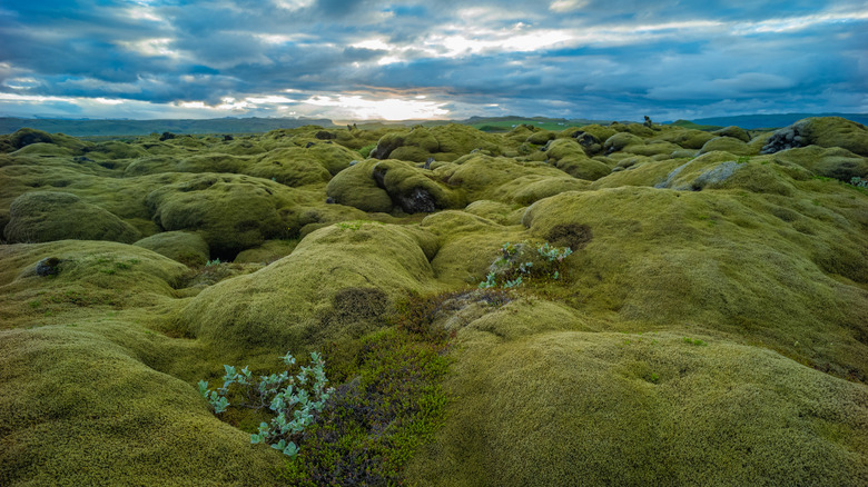 moss covering everything in Iceland