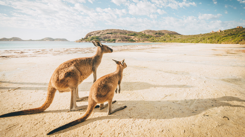 Kangaroos on a beach in Australia