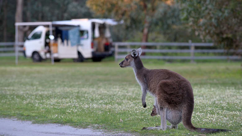 Mother kangaroo with joey