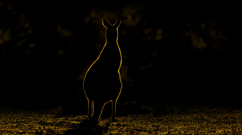 Western grey kangaroo at night