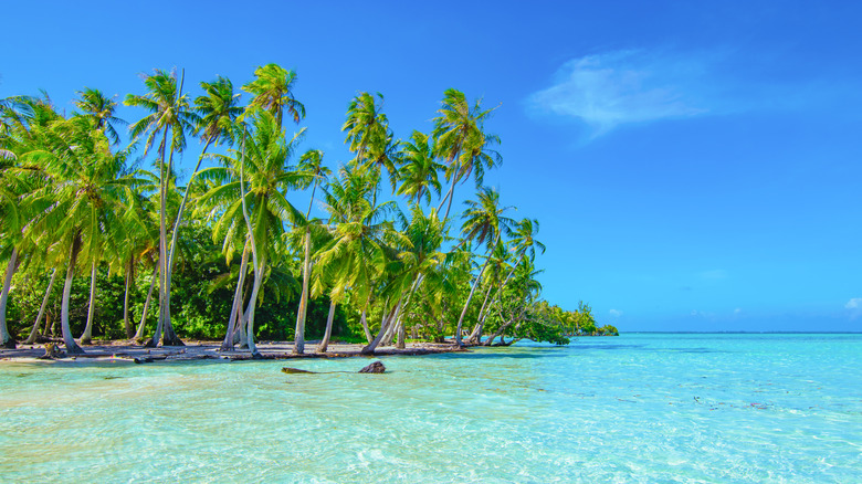 Palm trees and crystalline waters in Raiatea