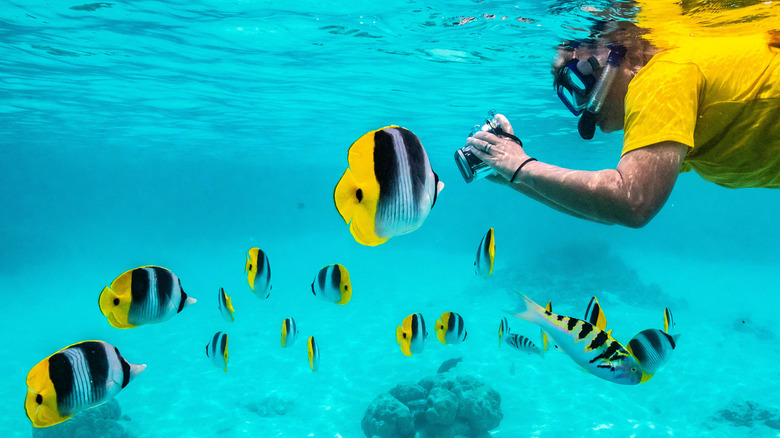 Man in yellow shirt snorkels with yellow and black fish in French Polynesia