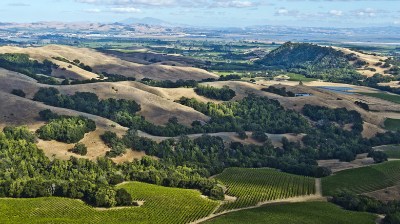 Aerial view of Sonoma County's vineyards