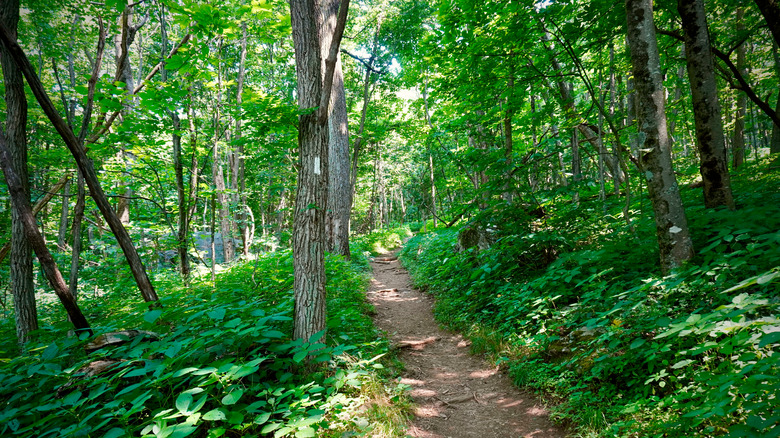 Appalachian Trail through forest