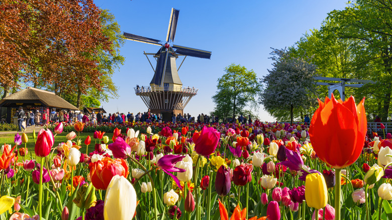 A windmill and tulips in Keukenhof Gardens