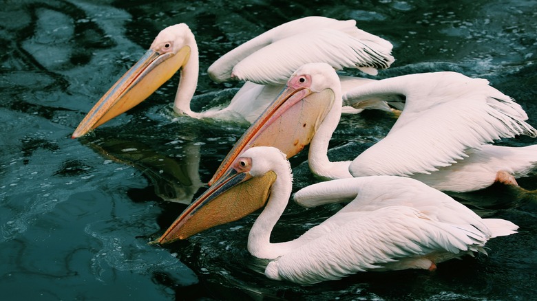 Three white pelicans swim in the water