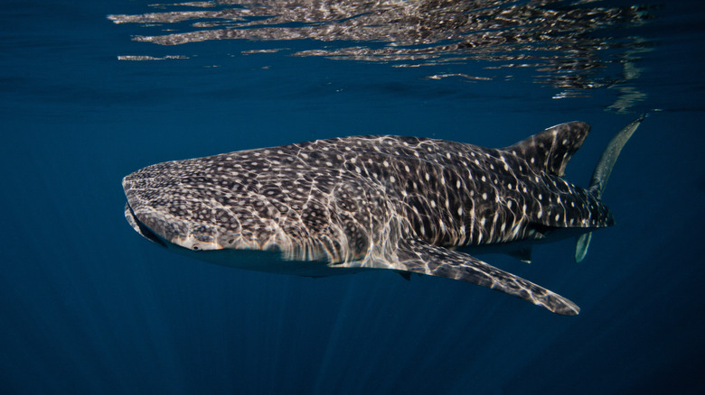 Whale shark swimming near surface