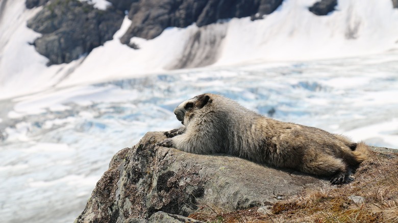 Marmot surveying the glacier