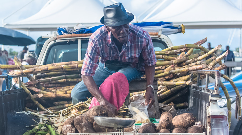 Sugar cane seller Marie-Galante rum