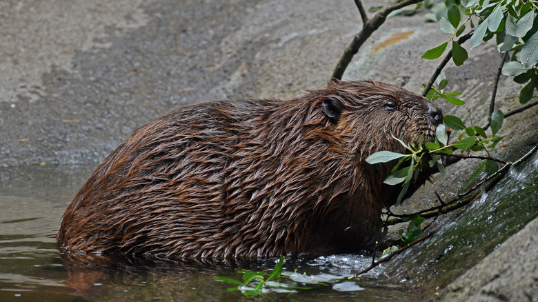 Beaver in water in Oregon