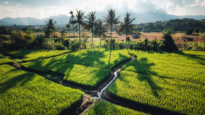 Aerial view of rice fields in Pai, Thailand