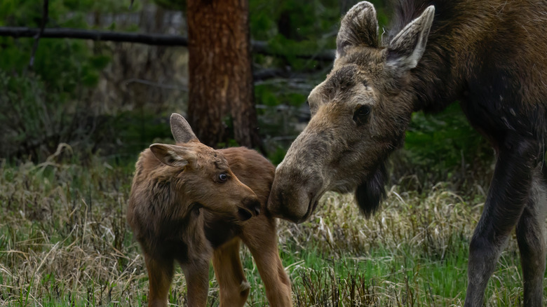 Moose with a baby calf