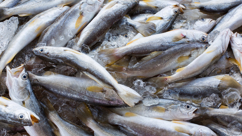 Piles of trout in Grand Isle, Louisiana