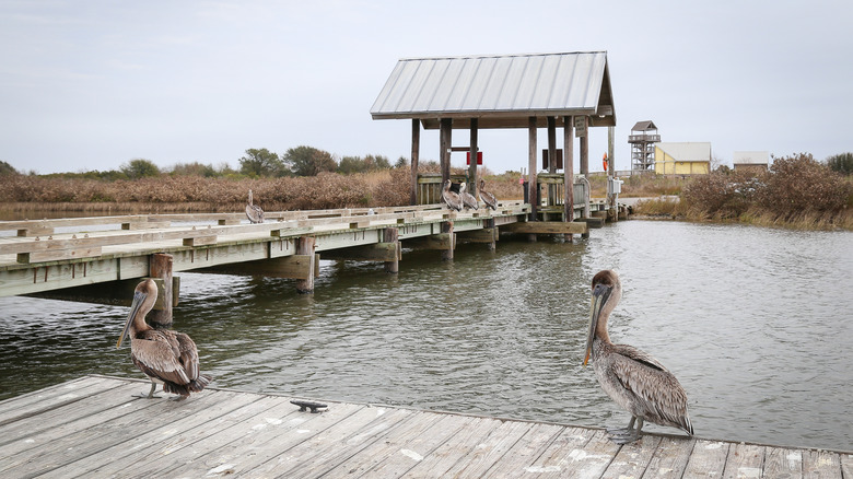 Pelicans sitting on wooden pier at Grand Isle State Park