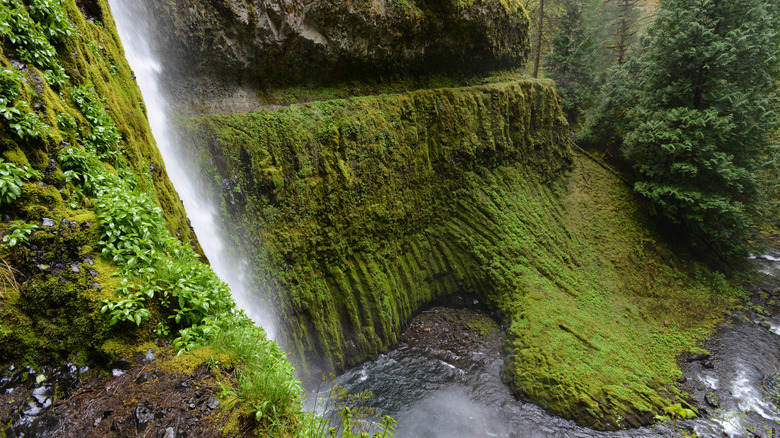 narrow mossy trail by waterfall