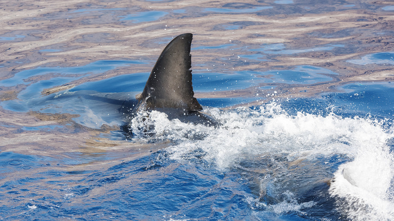 Shark fin above water