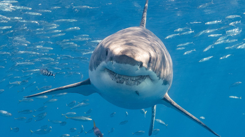 Great white shark with fish