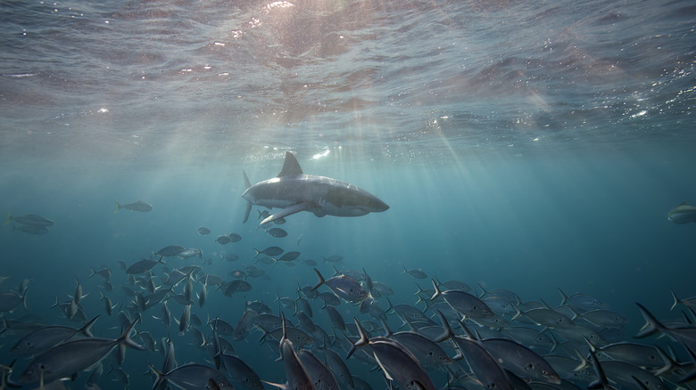 Great white shark swimming