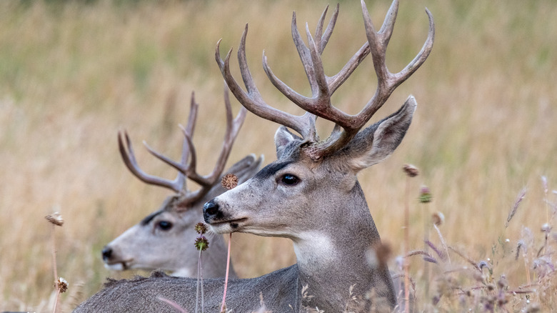 White-tailed deer in prairie grasses