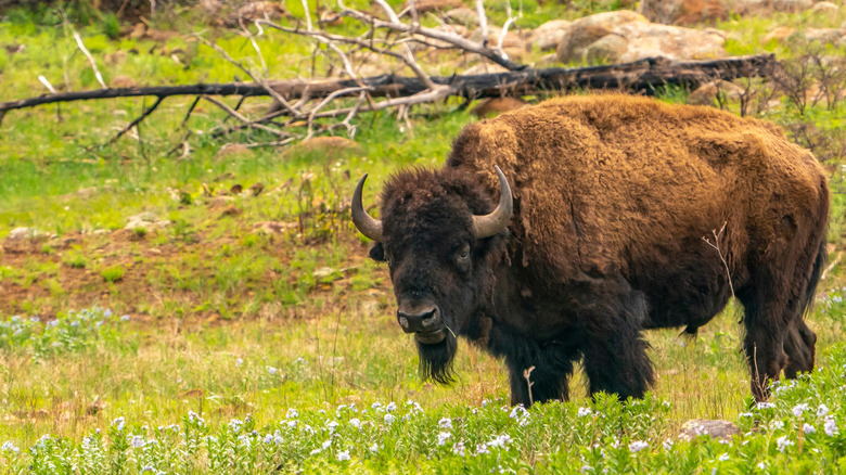 Bison in a field with flowers in Oklahoma