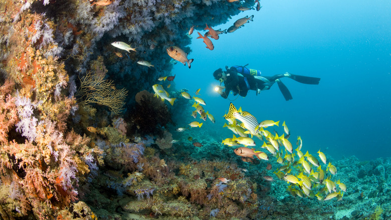 A diver with colorful fish on a coral reef