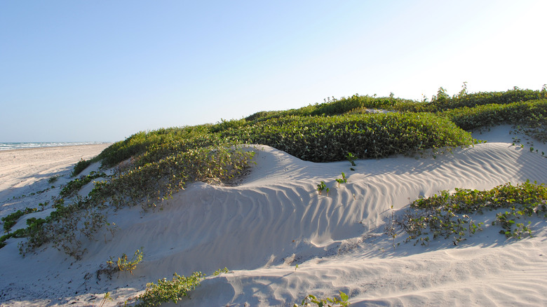 Sand dunes on Mustang Island in Port Aransas on the Texas Gulf Coast