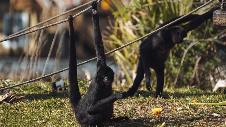 Spider monkeys on monkey island