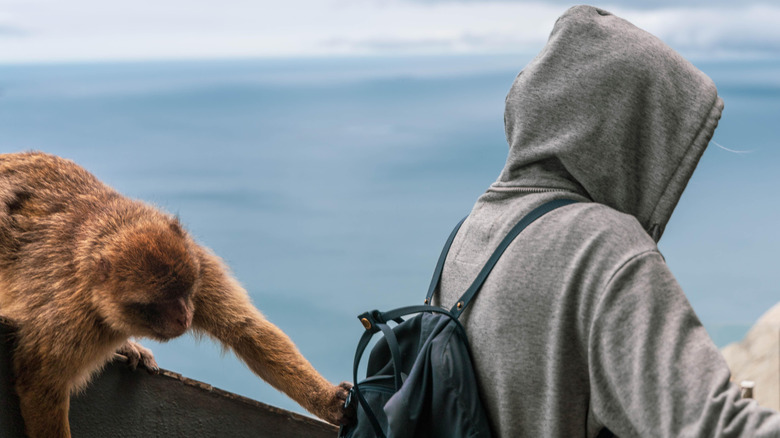 Monkey stealing from backpack