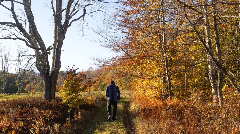 Person walking through Catskill Park in fall