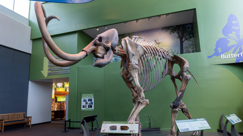 Mammoth skeleton Florida Museum Natural History