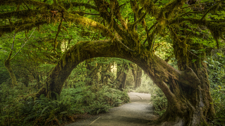 Hoh National Rainforest natural archway over a trail