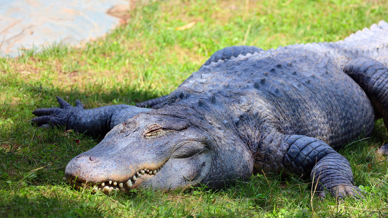 alligator basking on grass near water