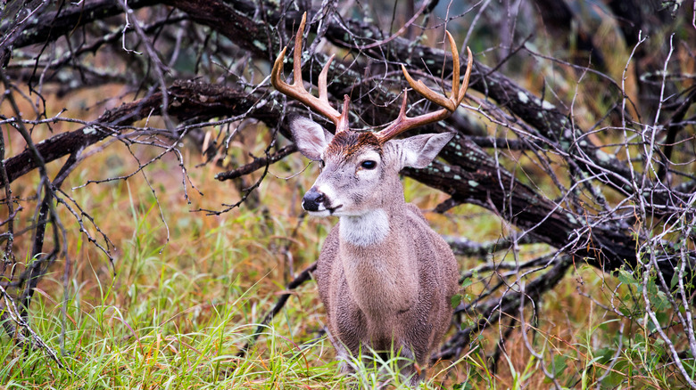 deer with antlers at Choke Canyon State Park in Texas