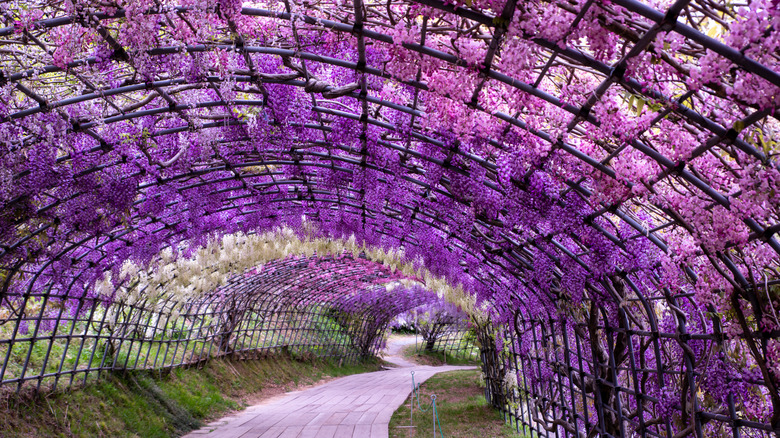 Tunnel at Kawachi Fujien Wisteria Garden