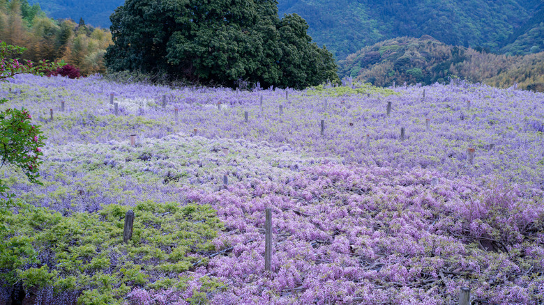 Overhead view of trellis at Kawachi Fujien