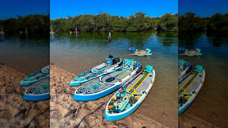 Three standup paddleboards surrounded by mangroves