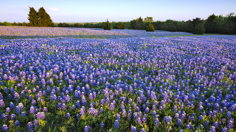 bluebonnet wildflowers in meadow