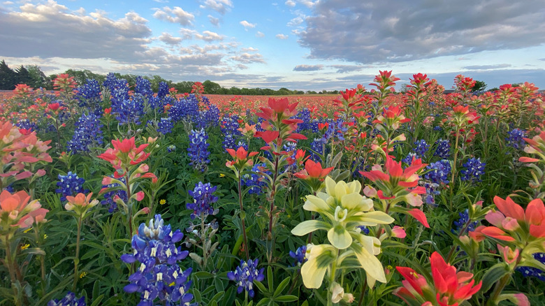 blue, red, and yellow wildflowers in a meadow