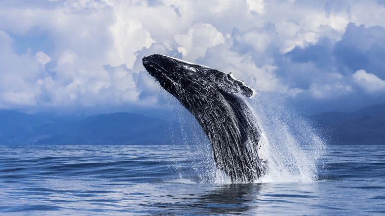 A whale breaches off the coast of Costa Rica