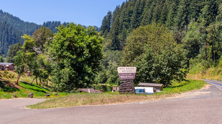 Siuslaw National Forest sign on side of winding road with trees in background