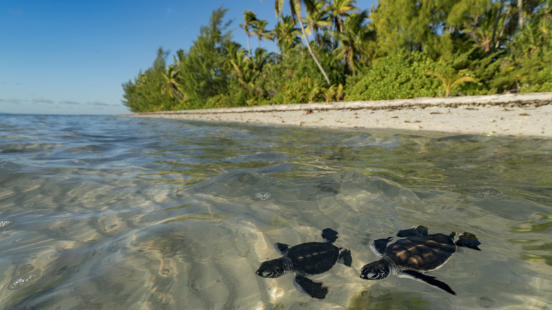 Two baby sea turtles swim out into the ocean, Tetiaroa, French Polynesia